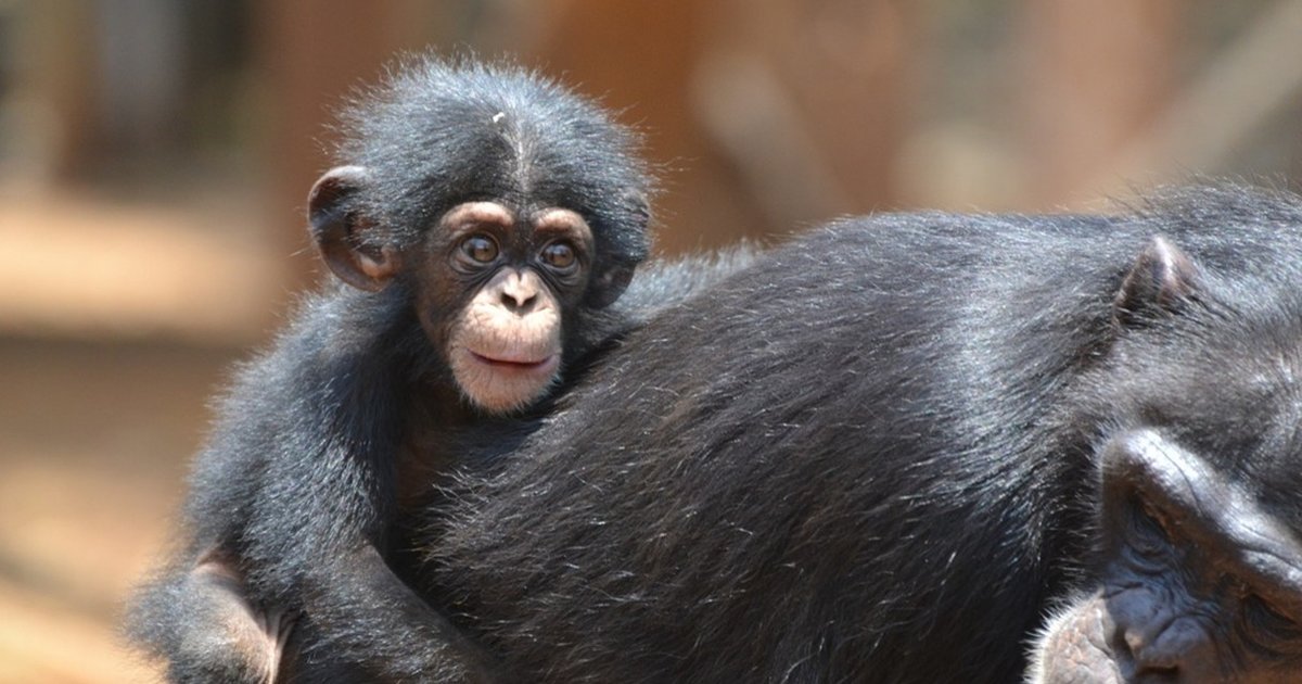 Chimp's Birth Control Failed, So This Tiny Baby Is Growing Up In A ...