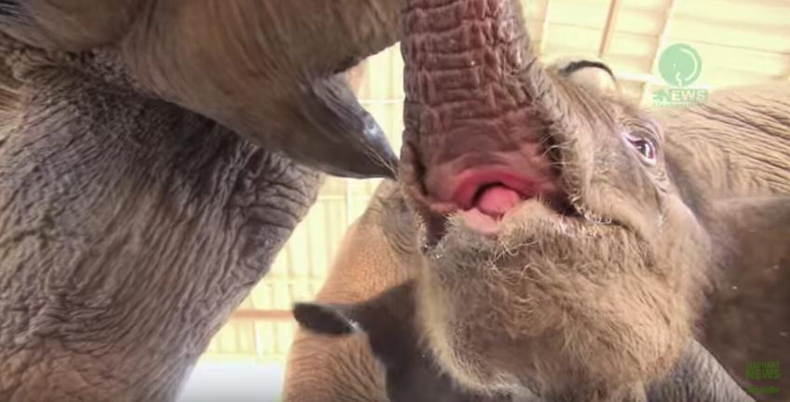 Elephants Use Their Trunks To Show Newborn How To Eat For The First