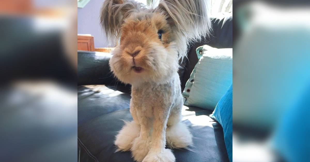 Wally the hot sale angora rabbit