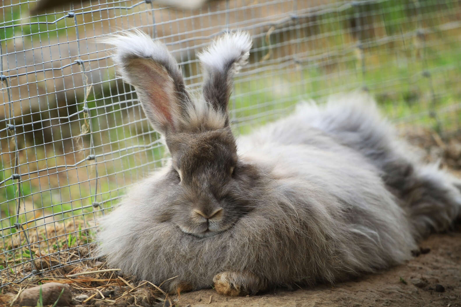 Wally The Rabbit's Mom Shares His ‘Before’ Photo With The World - The Dodo