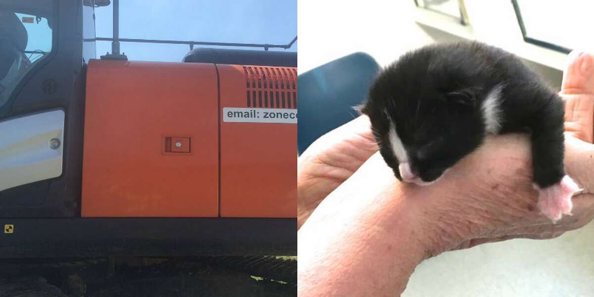Tiny Kitten Accidentally Travels 80 Miles Trapped In A Machine - The Dodo
