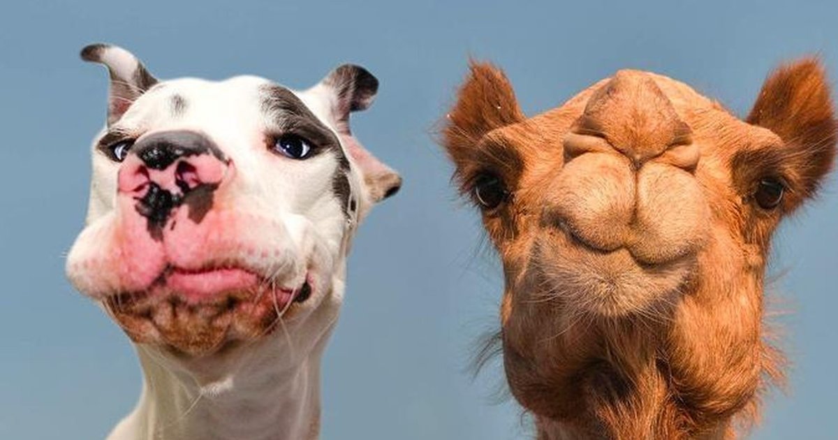 World’s Most Expressive Dog Does Great Impression Of A Camel The Dodo