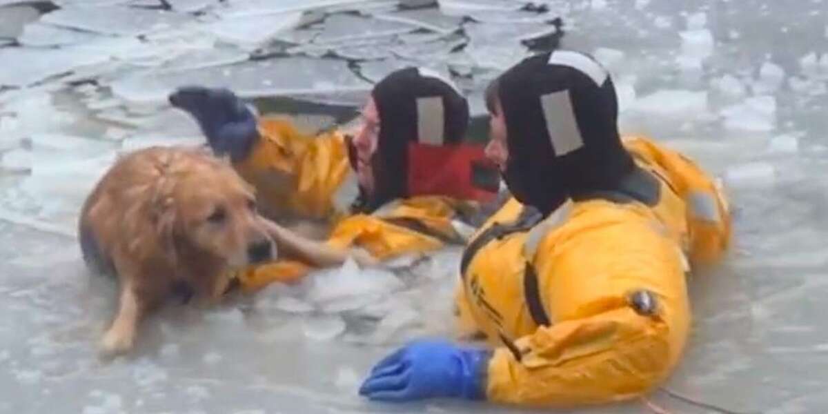 Animal Rescue Ice Firefighters Jump Into Icy Water To Save Freezing Dog - The Dodo