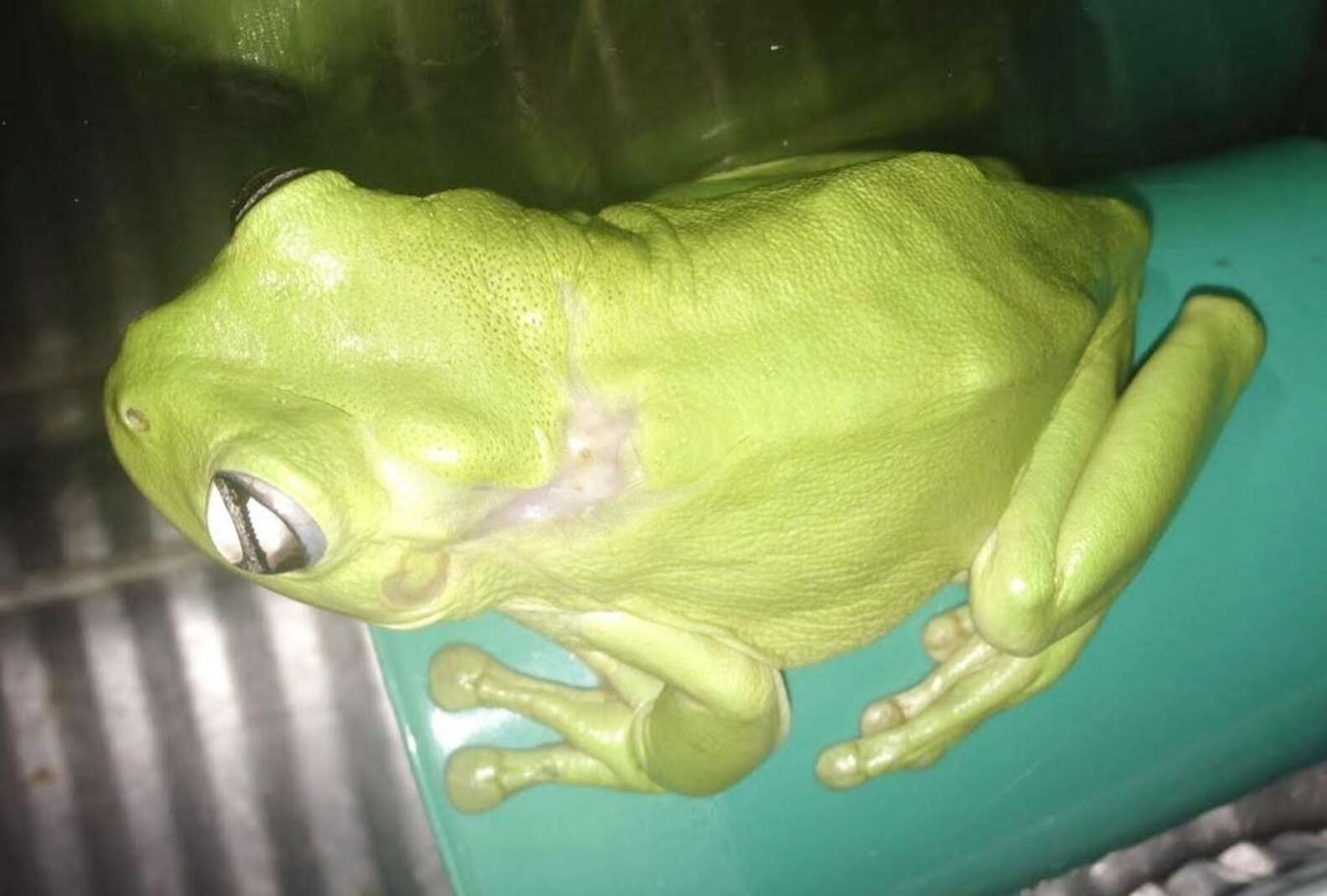 Woman Runs Over Frog With Lawnmower — Then Flies Him Hundreds Of Miles ...