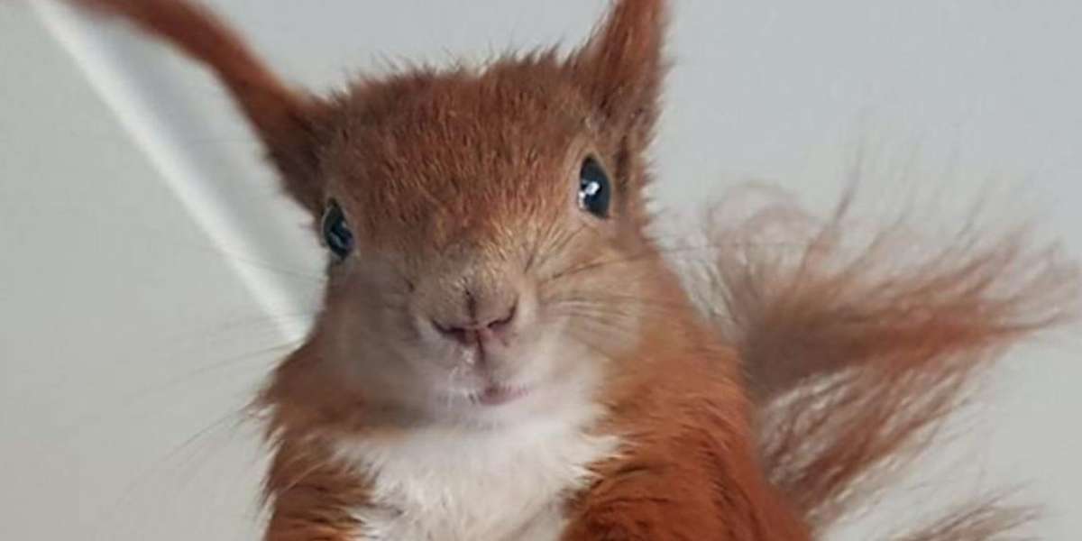 Man Rescues A Baby Squirrel And Shares His Life With Him - The Dodo