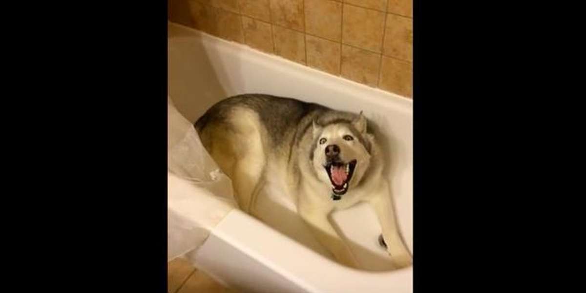 Stubborn Dog Throws ANOTHER Tantrum And This Time Gets His Way