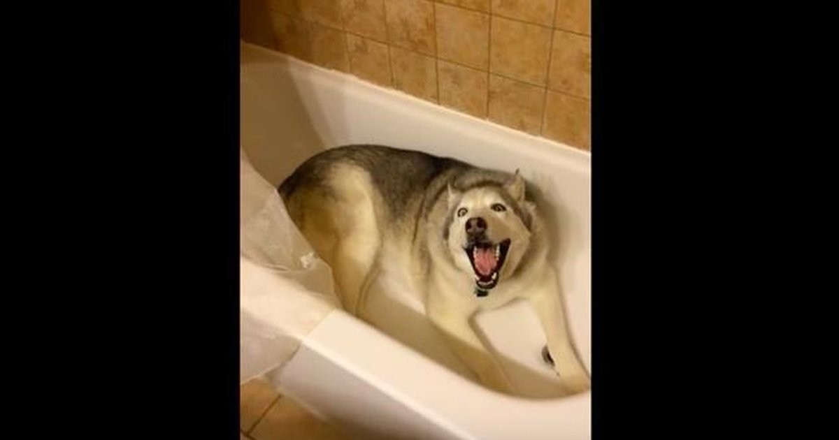 Stubborn Dog Throws ANOTHER Tantrum And This Time Gets His Way