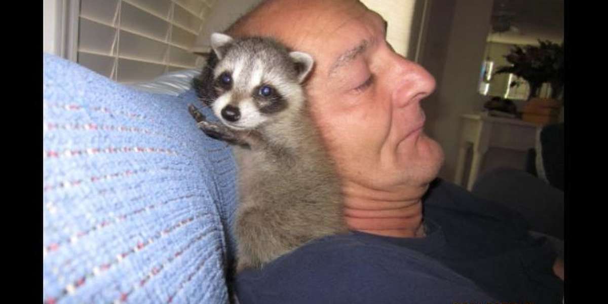 Raccoon Refused To Leave The People Who Saved His Life The Dodo