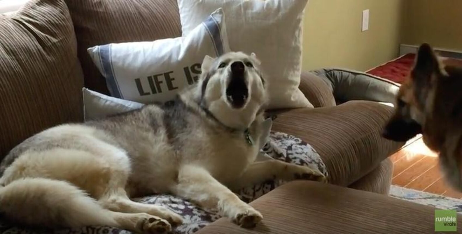 Stubborn Dog Throws ANOTHER Tantrum And This Time Gets His Way The Dodo