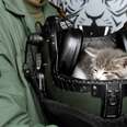 Navy Pilot Finds Tiny Kitten Hiding In Bumper Of His Car