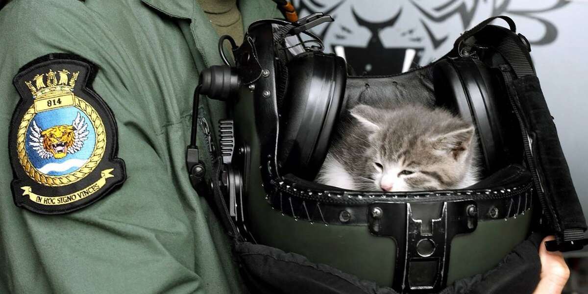 Navy Pilot Finds Tiny Kitten Hiding In Bumper Of His Car The Dodo