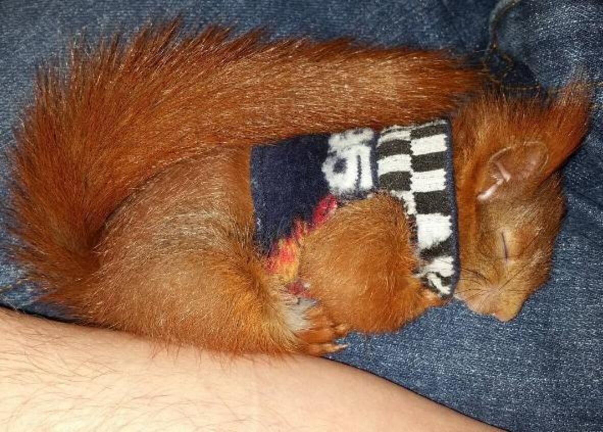 Baby Squirrel Abandoned By His Mom Now Has A Family Who Loves Him The