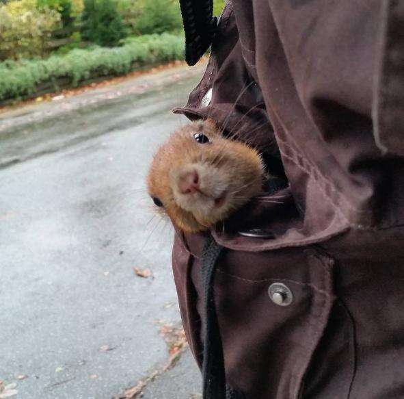 Baby Squirrel Abandoned By His Mom Now Has A Family Who Loves Him - The ...