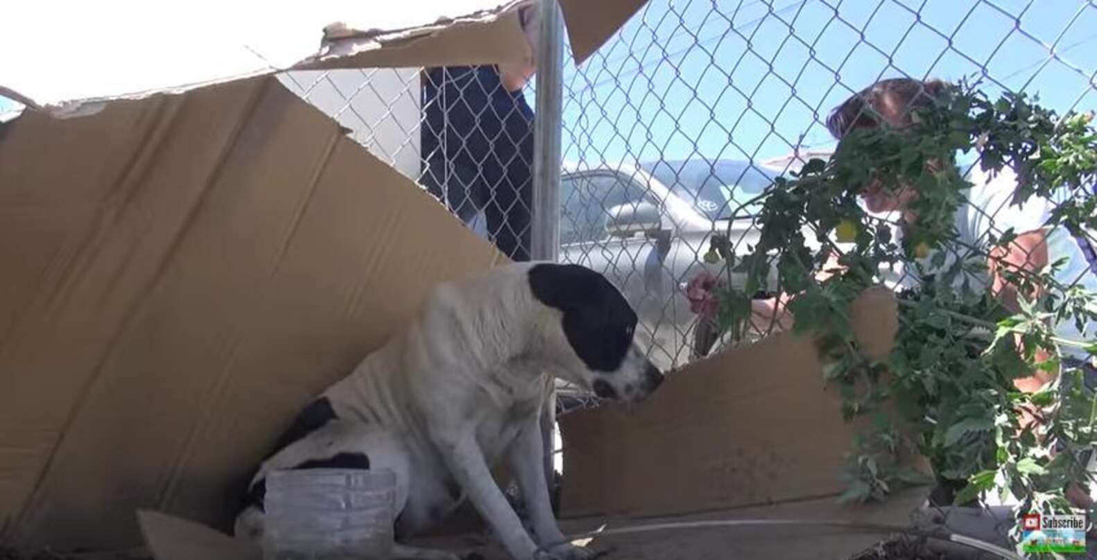 Family Built Shelter For Homeless Dog While She Waited For Someone To ...