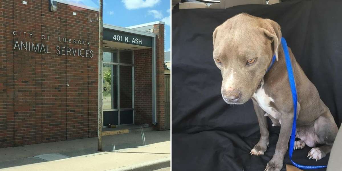 Dog Abandoned Outside Shelter That’s Been Closed For A Year - The Dodo