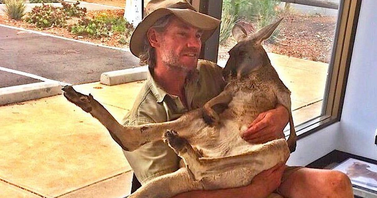 This Guy Is Building A Special Hospital Just For Injured Kangaroos