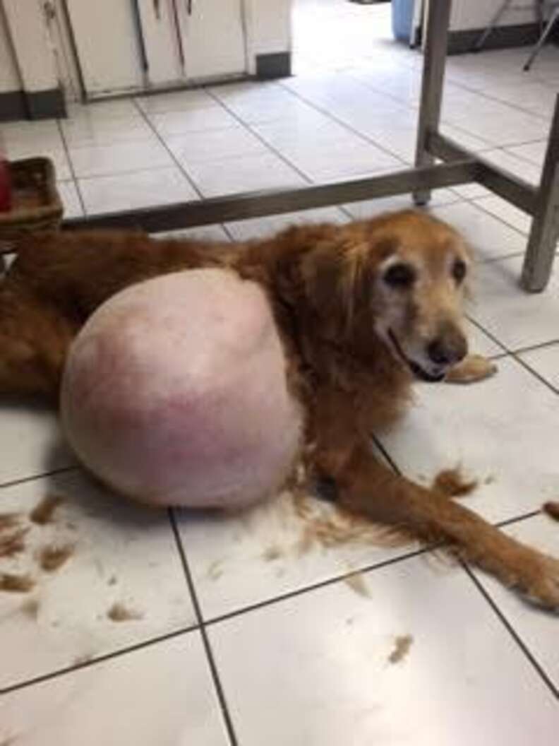 Dog Abandoned At Beach With 46-Pound Tumor Could Barely Even Walk - The Dodo