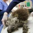 Porcupine Who Lost His Quills Is Finally Strong Enough To Grow Them Back