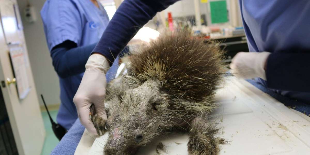 Porcupine Who Lost His Quills Is Finally Strong Enough To Grow Them Back The Dodo