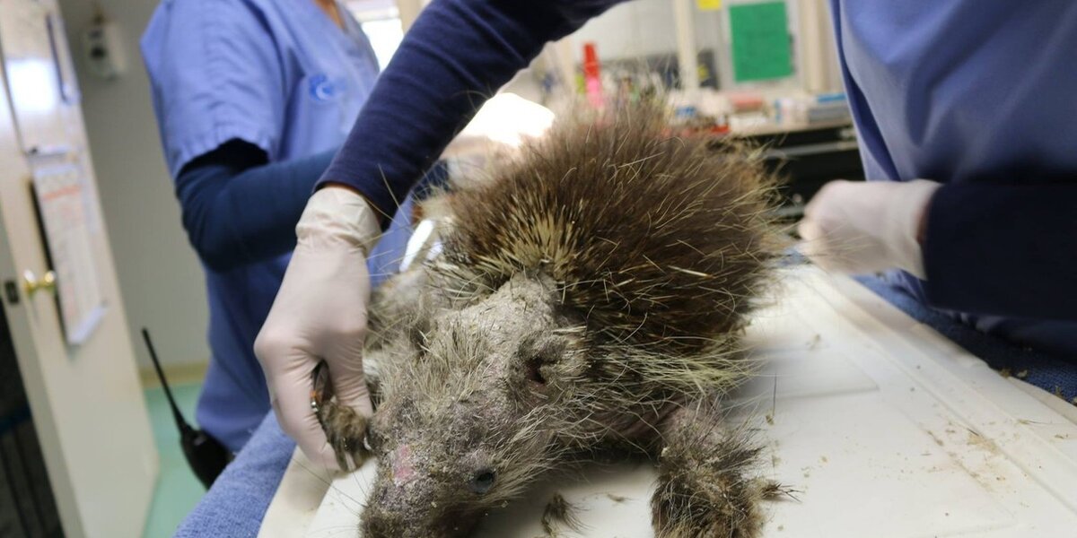 Quills Injuries Porcupine Who Lost His Quills Is Finally Strong Enough To Grow Them ...
