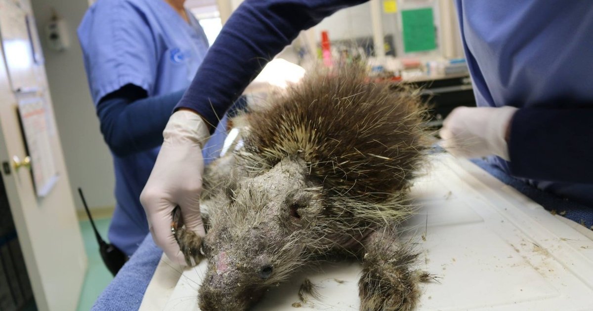 Porcupine Who Lost His Quills Is Finally Strong Enough To Grow Them