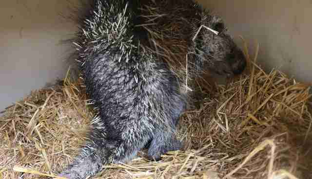Porcupine quills 1/2 ounce mixed lot not sorted Porcupine Who Lost His Quills Is Finally Strong Enough To Grow Them