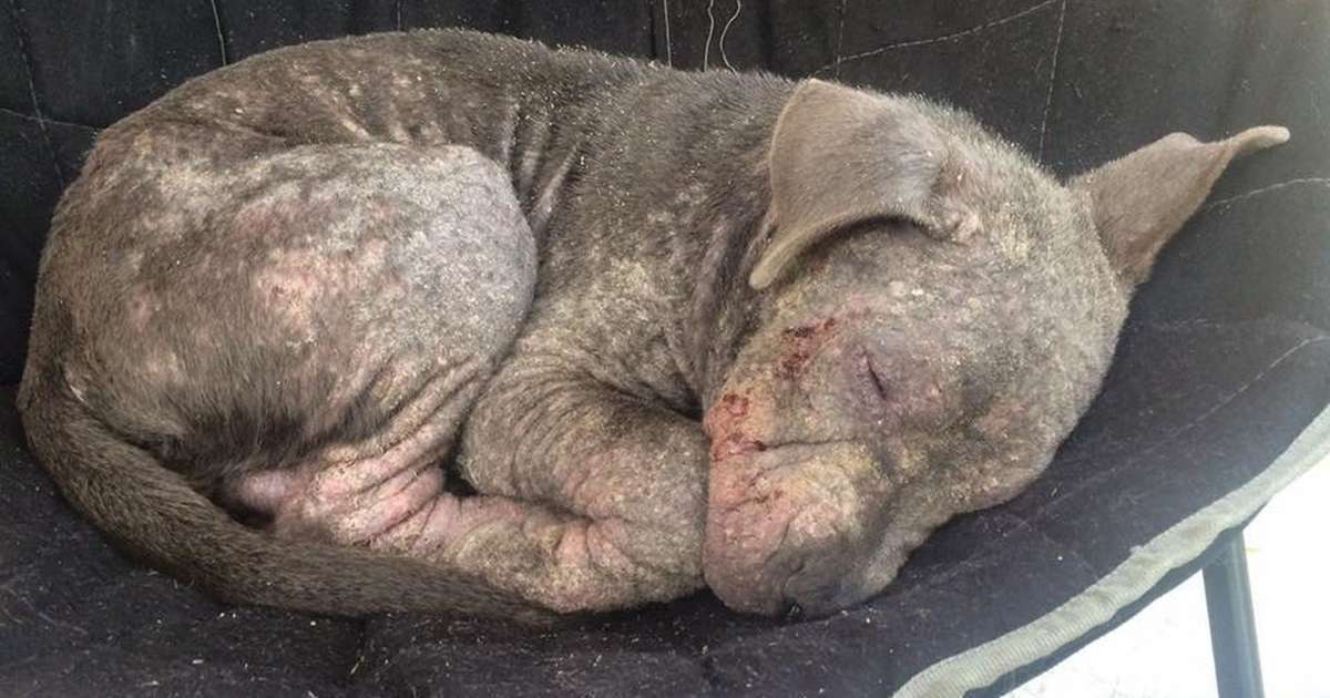 pitbull mange symptoms