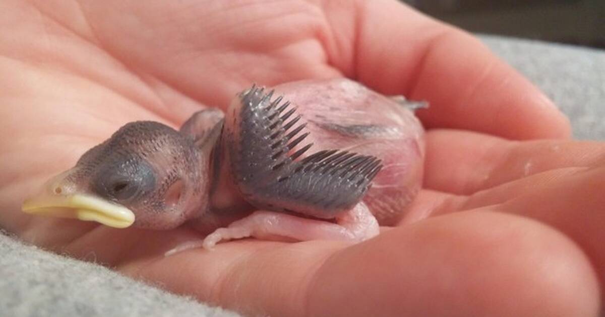 An orphaned bird or not - Knowing about the baby bird on the ground