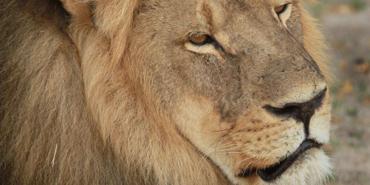 8 Major Wins For Animals Since Cecil The Lion Was Killed One Year Ago ...