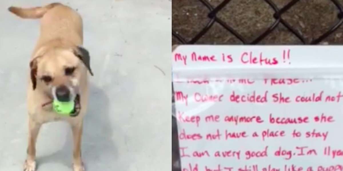Dog Abandoned By Homeless Owner With His Toys And Heartbreaking Note ...