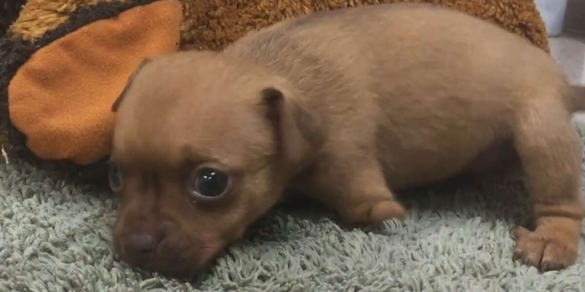 Puppy Born Without Front Legs Is The World's Cutest Wheelchair Dog