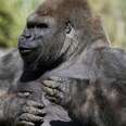 Beloved Gorilla Dies When People Try To Move Him To Another Zoo