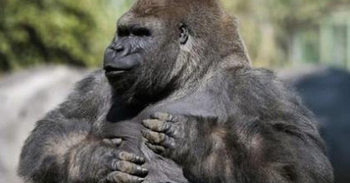 Beloved Gorilla Dies When People Try
