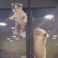 Kitten Escapes Her Pet Store Display Case