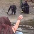 Woman Plays Game With Abandoned Chimps To Help Them Feel Less Alone