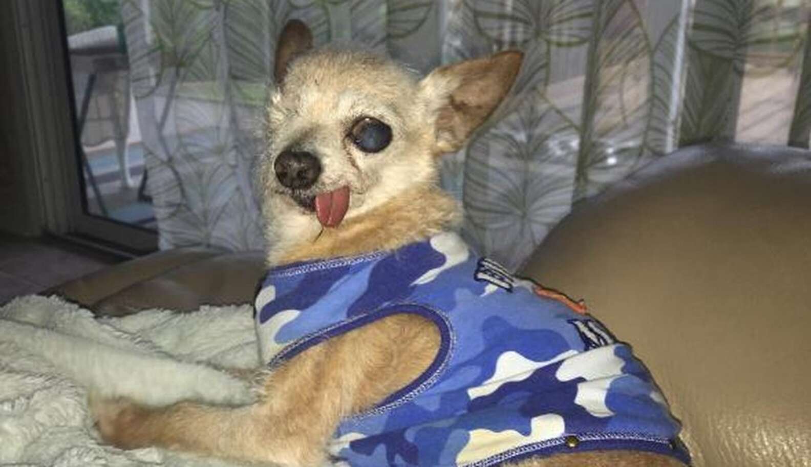 One-Eyed Blind And Deaf Dog Has No Idea He's Any Different - The Dodo