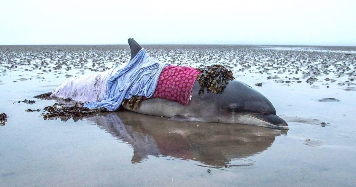 Stranded Dolphin Was So Sunburned By The Time Rescuers Found Her - The Dodo