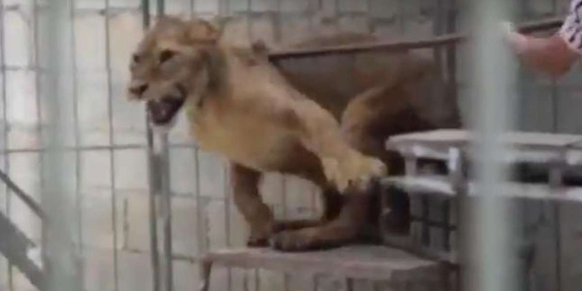 Circus Lions Beaten And Kept In Filthy Cages, New Footage Shows The Dodo
