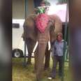 Elephant Who Can Barely Walk Forced To Give Rides Over And Over