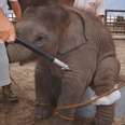 YES: First State Bans Cruel Tool Used To Train Circus Elephants