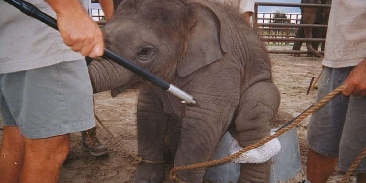 YES: First State Bans Cruel Tool Used To Train Circus Elephants - The Dodo