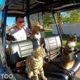 Cat And His Brother Learn To Drive The Family’s Golf Cart