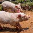 Baby Pigs Fall Off Truck And Land In The Luckiest Place