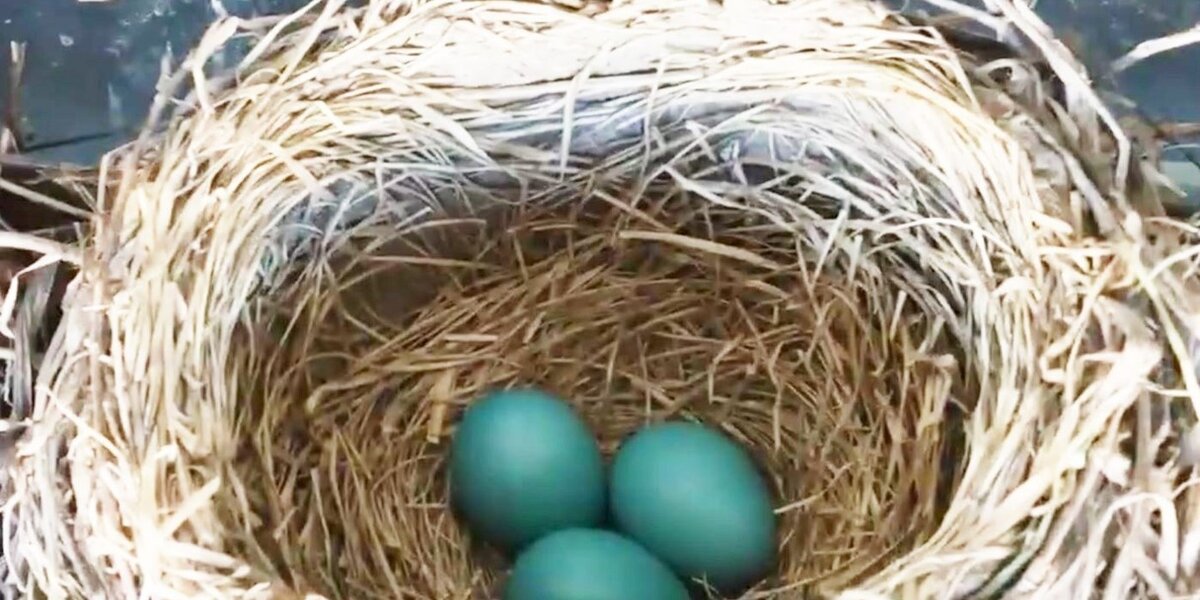 Someone Left A Surprise On This Family's Doorstep - The Dodo