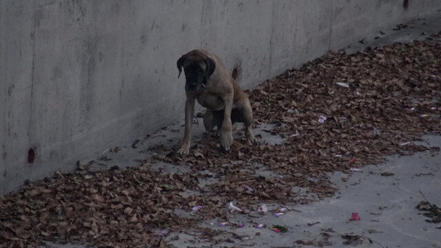 Rescuers Will Stop At Nothing To Save Lost Dog Stuck In A River - The Dodo