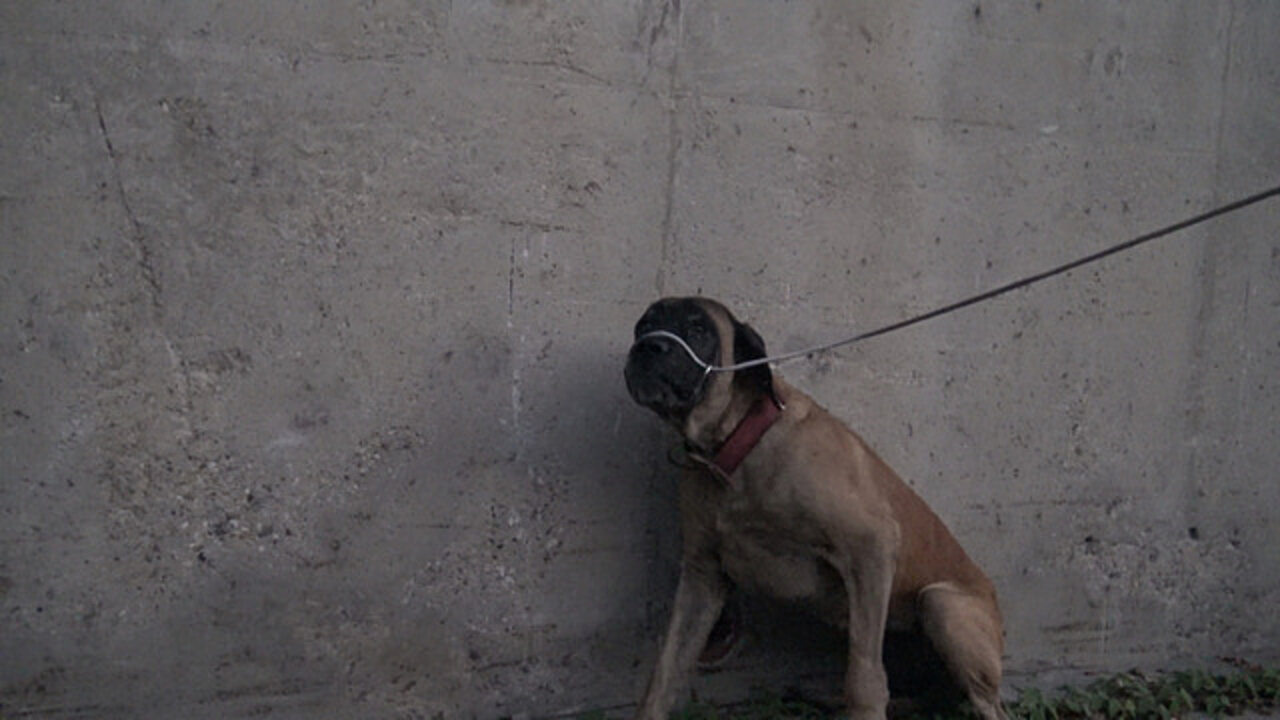Rescuers Will Stop At Nothing To Save Lost Dog Stuck In A River - The Dodo