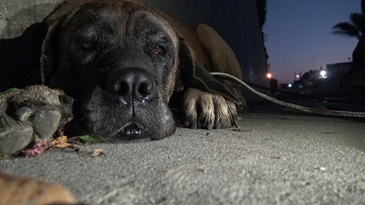 Rescuers Will Stop At Nothing To Save Lost Dog Stuck In A River - The Dodo