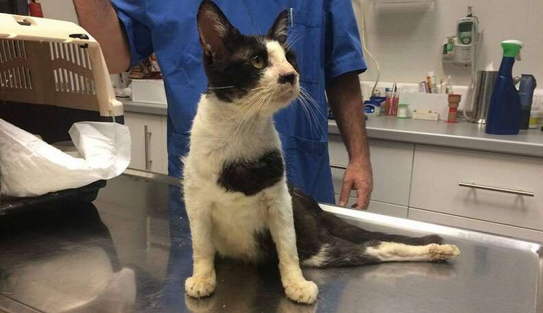 Stray Cat Dragged His Dead Leg Until People Finally Helped Him The Dodo