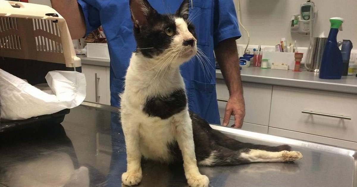 Stray Cat Dragged His Dead Leg Until People Finally Helped Him The Dodo