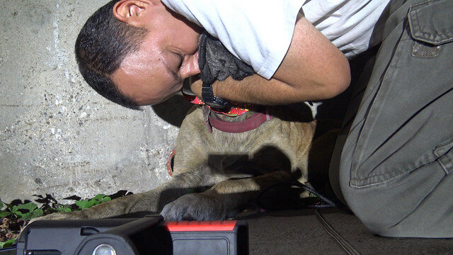 Rescuers Will Stop At Nothing To Save Lost Dog Stuck In A River - The Dodo